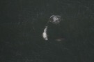 Missing Picture